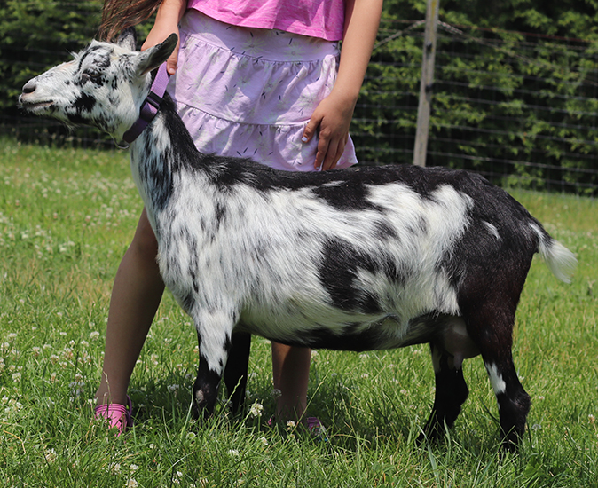 lesperance ahsoka tano